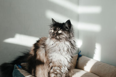 Cat sitting on sofa at home