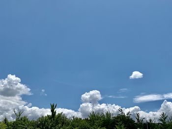 Low angle view of trees against blue sky