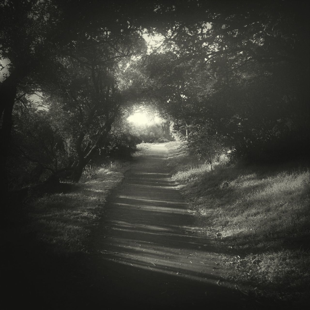 the way forward, tree, tranquility, diminishing perspective, vanishing point, nature, tranquil scene, dirt road, road, growth, footpath, outdoors, landscape, no people, sunlight, pathway, narrow, beauty in nature, day, empty