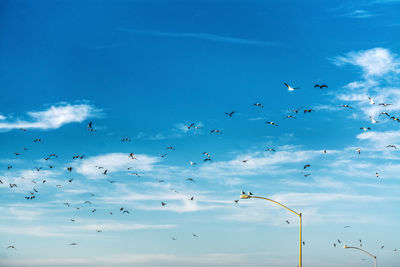 Low angle view of seagulls flying