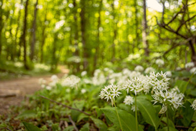 White flowering plant in forest