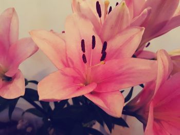Close-up of pink flower blooming outdoors