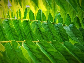 Full frame shot of fresh green leaves