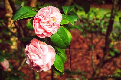 Close-up of pink flowers blooming outdoors