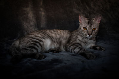 Close-up portrait of a cat resting