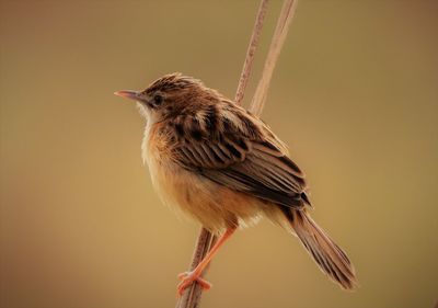 Close-up of zitting cisticola