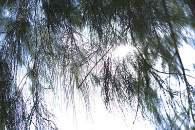 Low angle view of trees against sky during winter