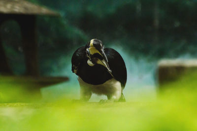 Close-up of a bird