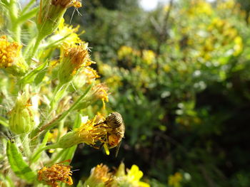 Close-up of yellow flowering plant