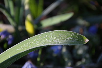 Close-up of wet leaf