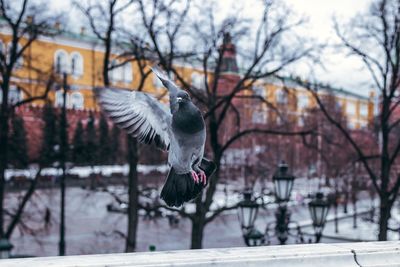 Bird flying over snow covered bare tree