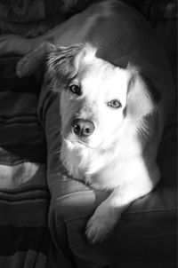 High angle portrait of dog relaxing at home