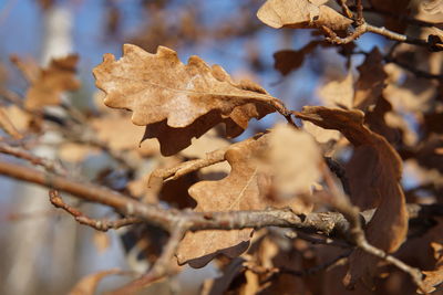 Close-up of dry leaves on tree during winter