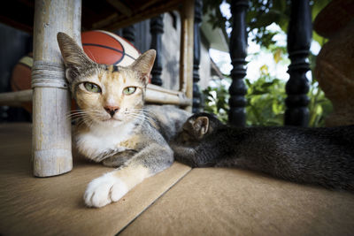 Close-up of a cat lying on floor