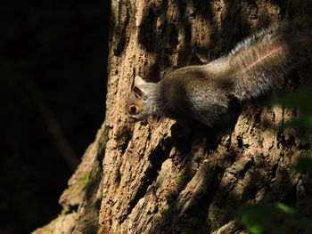 Close-up of squirrel on tree trunk