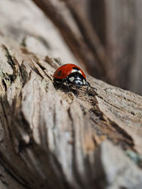 Close-up of ladybug on wood