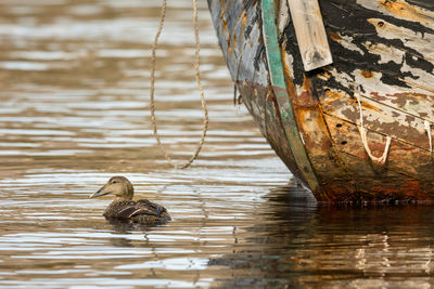 View of duck swimming in lake