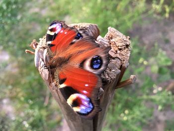 Close-up of butterfly on tree