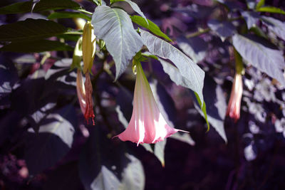 plant