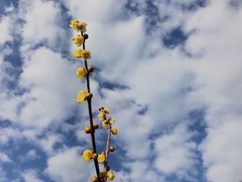 Low angle view of yellow flowers against sky