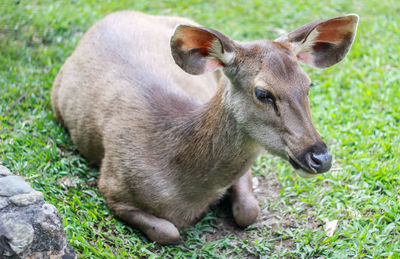 Close-up of deer lying on grass