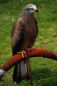 Close-up of owl perching on grass