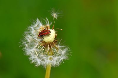 Close-up of insect perching on flower