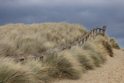 Sea grasses covering the sand dunes, horsey beach, norfolk, uk