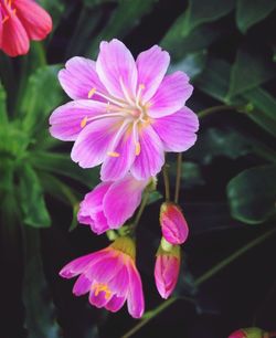 Close-up of pink flower