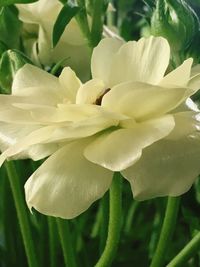 Close-up of white rose flower
