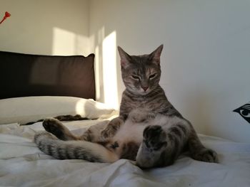 Cat lying on bed at home