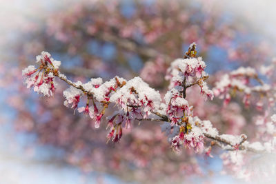 Close-up of cherry blossom