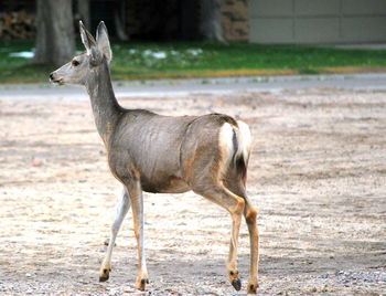 View of deer standing on field