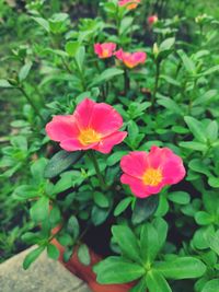 Close-up of pink flowering plant