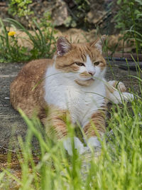 Cat relaxing on a field