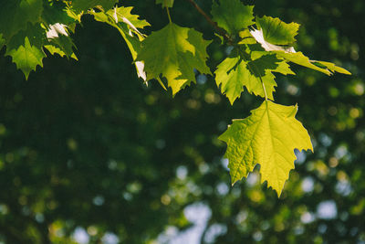 Close-up of leaves on branch