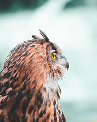 Close-up of a bird looking away