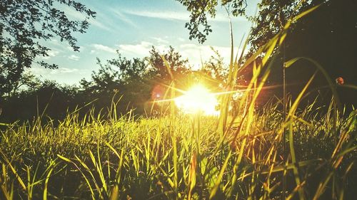 Sun shining through trees on field