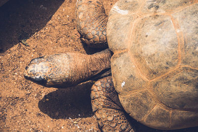 High angle view of a turtle