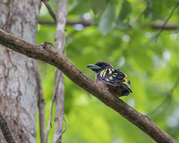 Close-up of bird perching on branch