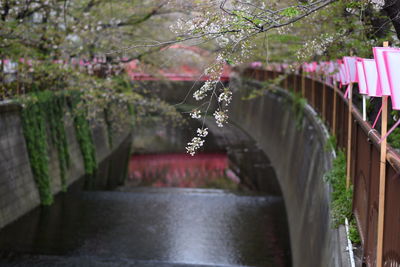 View of pink flower hanging on river
