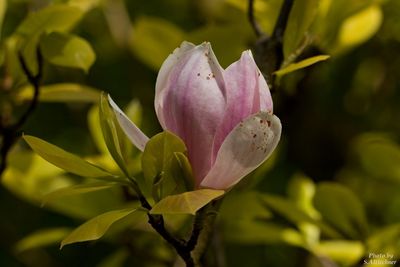 Close-up of pink flowers