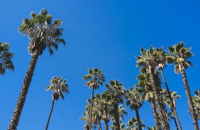 Low angle view of coconut palm trees against blue sky