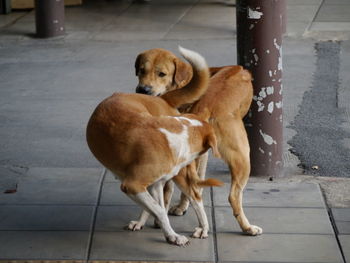 Dog looking away