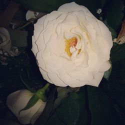 Close-up of white rose