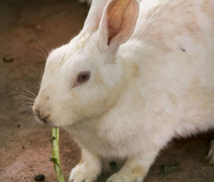 Close-up of white horse