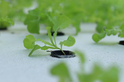 Close-up of green leaves on plant