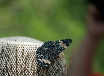 Close-up of butterfly on leaf