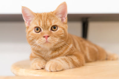 Portrait of ginger cat resting on table