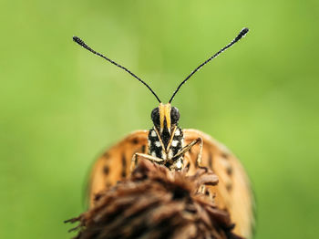 Close-up of butterfly on leaf